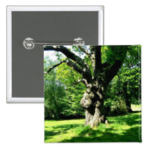 Carvalho em um campo verde pins