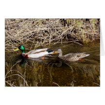 Casal do cartão dos patos selvagens