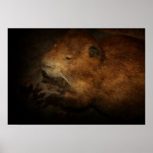 Castor Poster