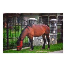Cavalo Foto