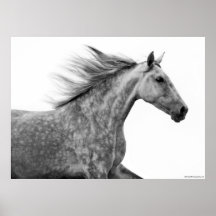 Cavalo andaluz de galope rústico pôsteres