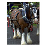 Cavalo Cartão Postal