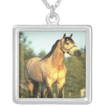 Cavalo Colar