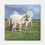 Cavalo com seu bebê imã