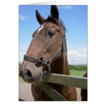 Cavalo em um campo cartões