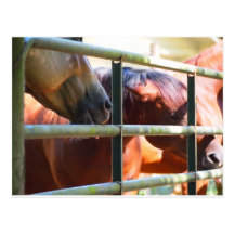 Cavalo engraçado cartao postal