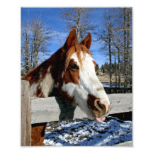 cavalo Língua-amarrado 8x10 da pintura Foto Arte