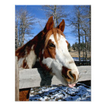 cavalo Língua-amarrado da pintura Impressão Fotográfica