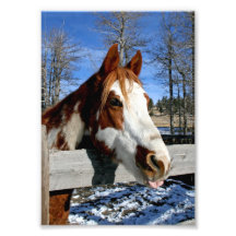 cavalo Língua-amarrado da pintura Arte De Fotos