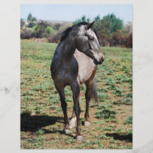 Cavalos do Appaloosa Panfleto Personalizado
