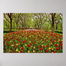 Central Park NYC das tulipas Impressão