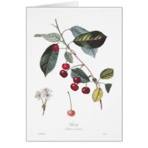 Cereja (cerasus do Prunus) Cartão