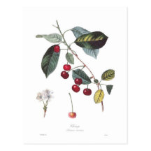 Cereja (cerasus do Prunus) Cartoes Postais