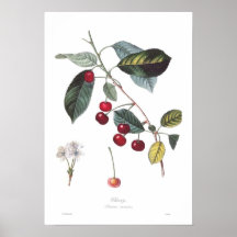 Cereja (cerasus do Prunus) Posters