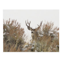 Cervos de Wyoming Cartao Postal