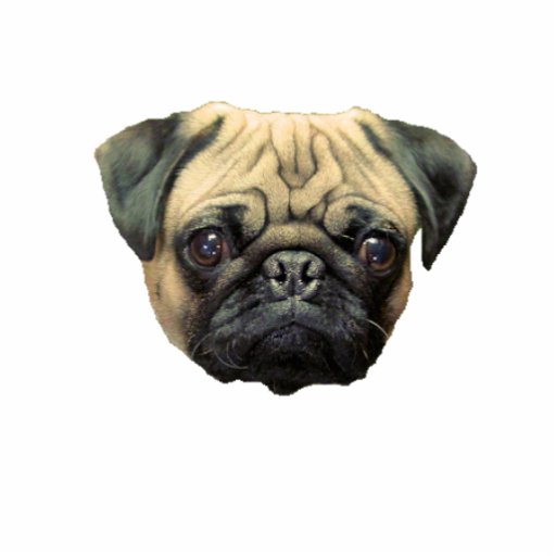 Chaveiro engraçado da escultura da foto do Pug Fotoesculturas