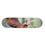 Chifres dos alces skate