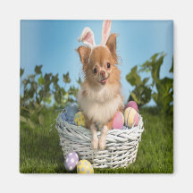 Chihuahua no ímã da cesta da páscoa imãs