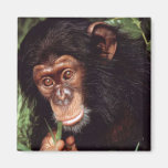 Chimpansee Imã De Refrigerador