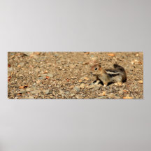 Chipmunk Pôsteres