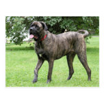 Ciclone 01 do Mastiff de Neopolitan Cartao Postal
