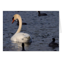 Cisne Cartao