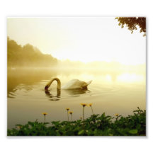 Cisne Foto Artes