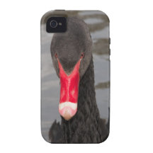 Cisne preta