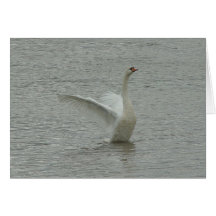 Cisne-pronto para voar cartões