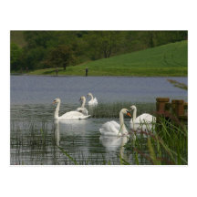Cisnes animais cartoes postais