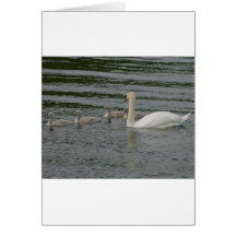Cisnes Cartão