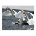 Cisnes do inverno que aterram o cartão cartão postal