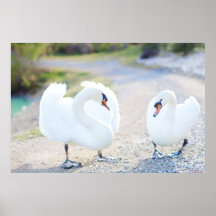 Cisnes Swooning Posteres