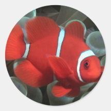 Clownfish Adesivos Redondos