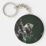 Coati pequeno dos patifes - lemur chaveiro