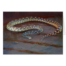Cobra de Bull Cartões