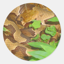 Cobra de Copperhead Adesivos