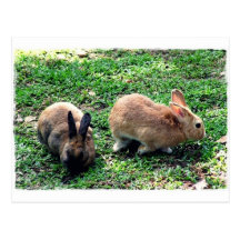 . Coelhos. Cartoes Postais