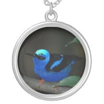 Colar azul do pássaro