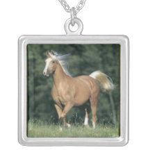 COLAR DO CAVALO