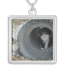 Colar do gato