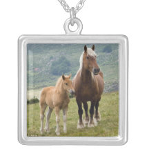 colar dos cavalos