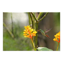 Colibri e flor tropicais foto arte