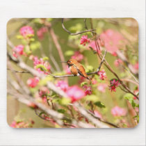 Colibri e flores Rufous tapetes para ratos
