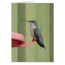 Colibri fêmea Notecard Cartoes