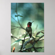 colibri impressão