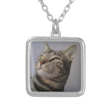collar de gato