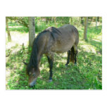 Comer do cavalo cartao postal