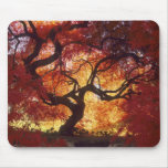 Connecticut: Darien, bordo japonês 'Acer Mousepads