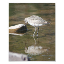"Considerável mim" pássaro de Willet Impressão De Foto